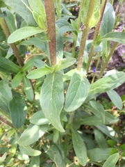 Pallenis spinosa
