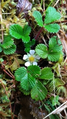 Fragaria hayatae