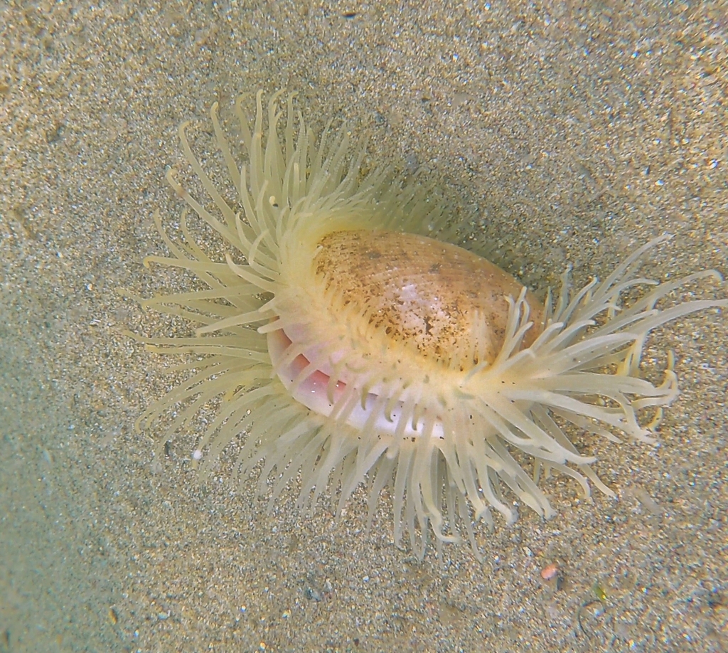 Limaria pacifica