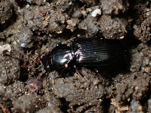 Pterostichus mutus photo 3