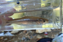 Sandbar Shiner photo 5