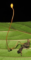 Ophiocordyceps sphecocephala