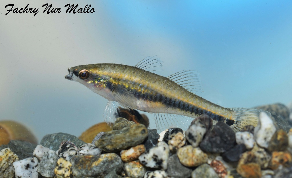 Golden Carp-gudgeon (Hypseleotris cyprinoides)