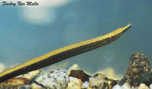 Ragged-tail pipefish (Microphis retzii) — Syngnathidae