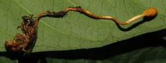 Ophiocordyceps sphecocephala