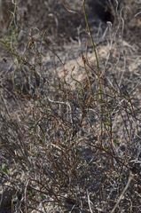 Restio gaudichaudianus