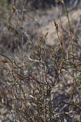 Restio gaudichaudianus