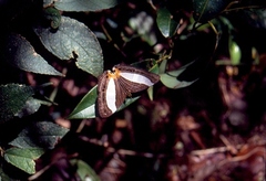Cyrestis acilia