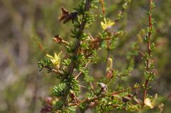 Aspalathus spinosa flavispina
