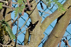 Xylocopa grisescens