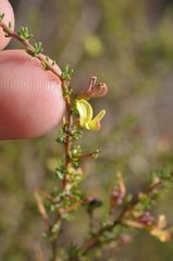 Aspalathus spinosa flavispina