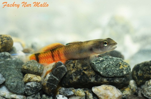 Sicyopus zosterophorus