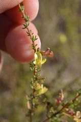 Aspalathus spinosa flavispina