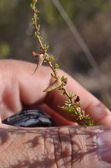 Aspalathus spinosa flavispina