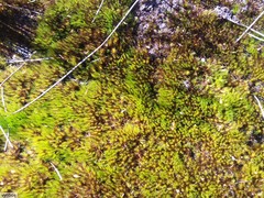 Campylopus atroluteus