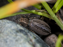 Phlegra obscurimagna