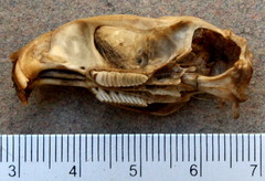 Otomys irroratus