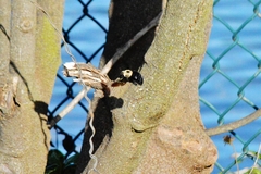Xylocopa grisescens