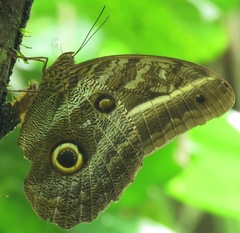 Caligo idomeneus