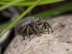 Phlegra obscurimagna