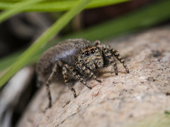 Phlegra obscurimagna