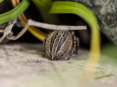 Phlegra obscurimagna