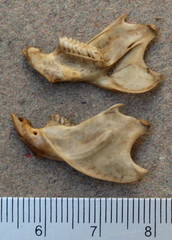 Otomys irroratus