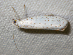 Yponomeuta evonymella