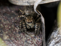 Phlegra obscurimagna