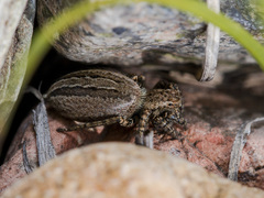 Phlegra obscurimagna