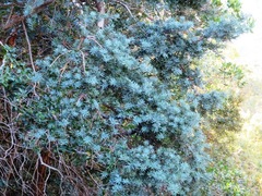 Podocarpus elongatus