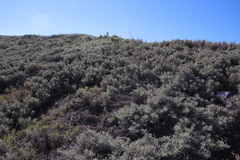 Arctotis stoechadifolia