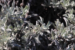 Arctotis stoechadifolia