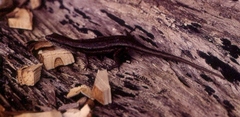 Mourning Rainbow-Skink photo 4