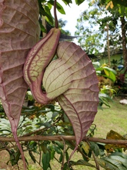 Aristolochia grandiflora image