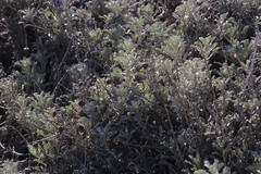 Arctotis stoechadifolia