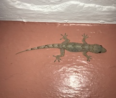 Hemidactylus mabouia