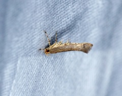 Pyroderces