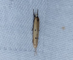 Roeslerstammiidae