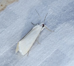 Scirpophaga praelata