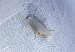 Scirpophaga praelata