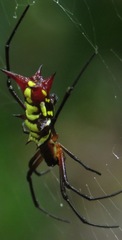 Micrathena kirbyi