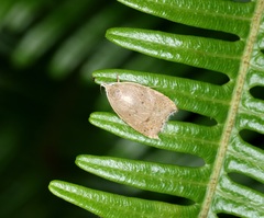 Scythropiodes