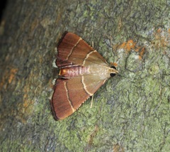 Stemmatophora flavicaput