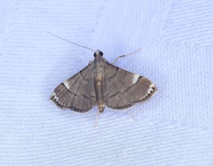 Cangetta hartoghialis
