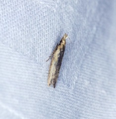 Dichomeris ochthophora