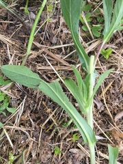 Angiospermae