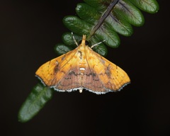 Hyalobathra micralis