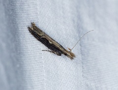 Hypatima spathota