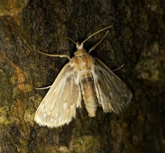 Luma